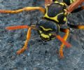 Polistes nimpha